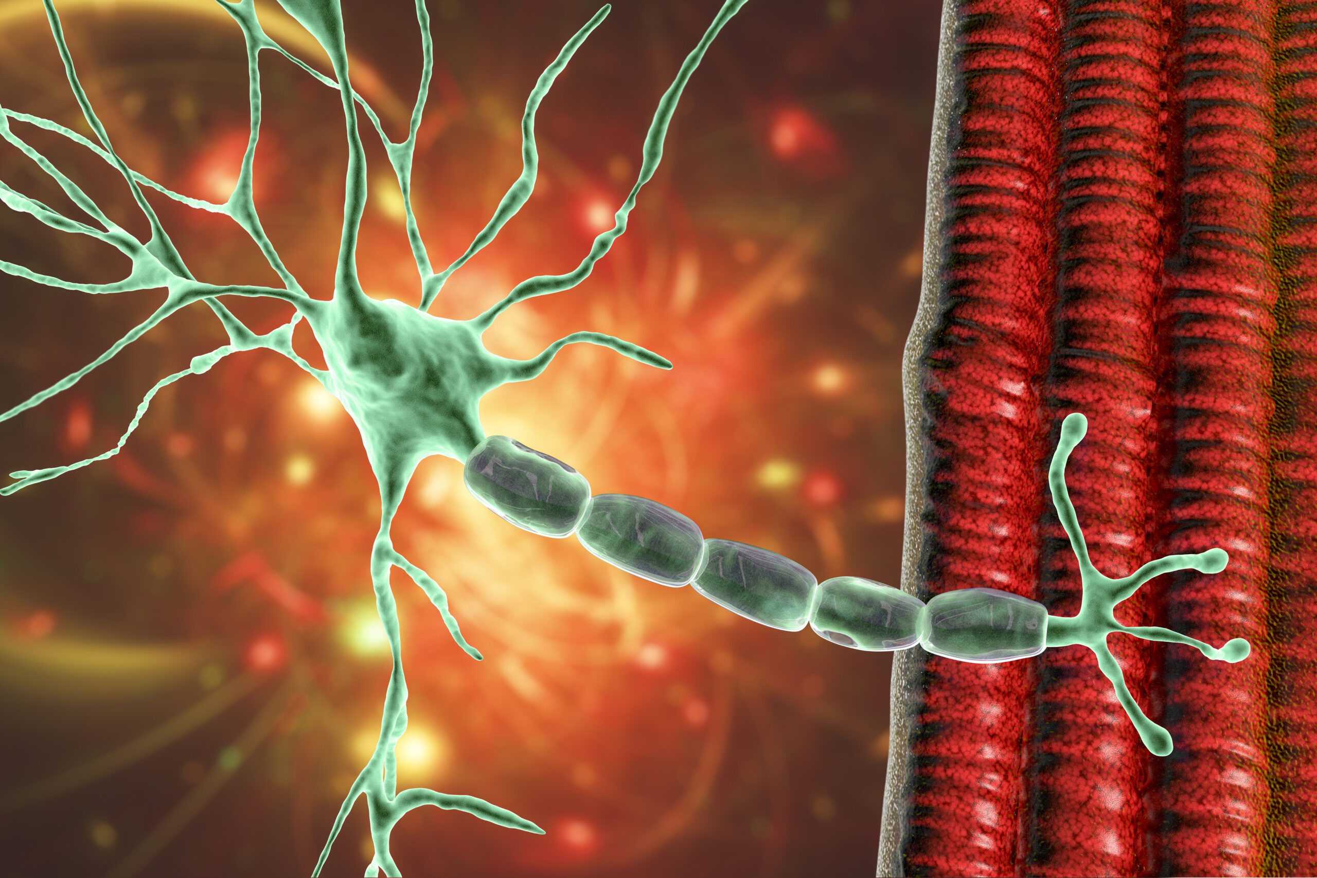 Motorneuron, das mit Muskelfasern verbunden ist